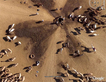 Camels