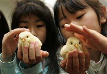 Dream Chicks